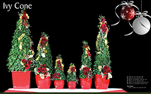 Live-Ivy-Cone-Christmas-Topiaries
