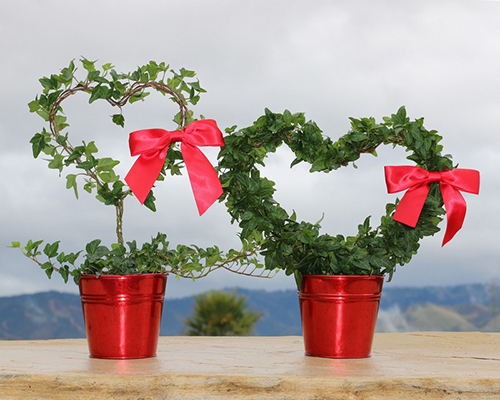 Topiary Heart Plants with a Red Bow