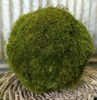 10 inch Preserved Moss Ball