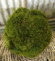 12 inch   Preserved Moss Ball