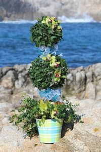 Double Ball Ivy Topiary | Height: 26 to 28 inches tall