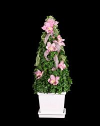 Ivy Cone Plant, Pot Size: 8 inches, 34 to 36 inches tall