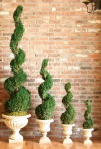 Preserved Classic Spiral Topiary 50 inch in Juniper Foliage