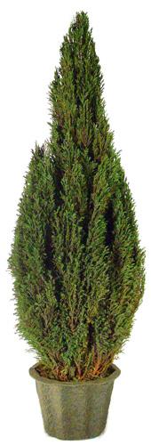 Preserved Natural Topiary 20 inch