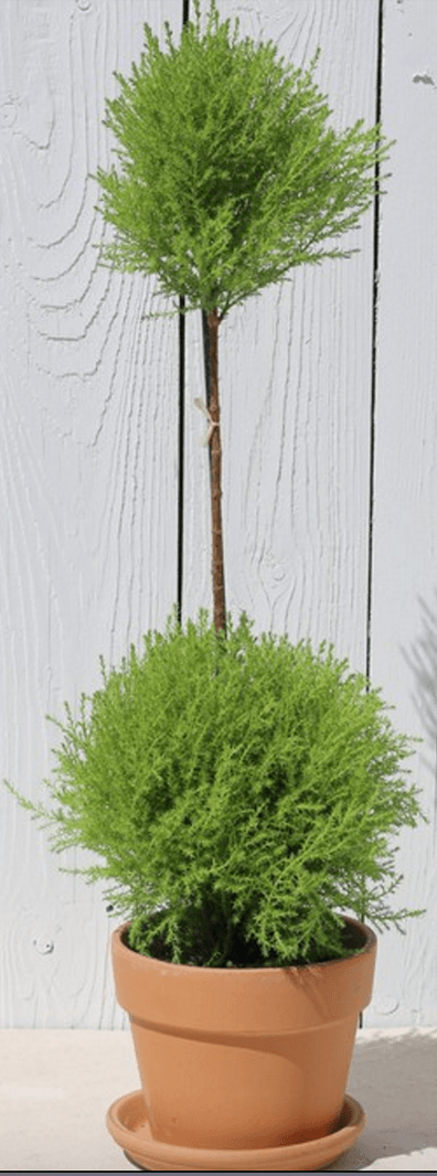 Lemon, Cypress, 2x Ball Topiary, Pot Size 6 inches