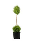 Lemon Cypress 2x Ball on Stem, Pot Size 8 inches, 36 inches Tall
