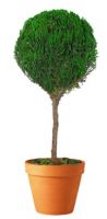 Preserved Single Ball Topiary 20 inch