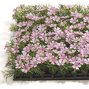 10 inch   Sprengeri Mat with Flowers (Pink)