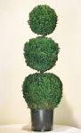 Preserved Triple Ball Topiary 50 inch