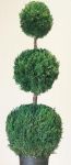 Preserved Triple Ball Topiary 60 inch