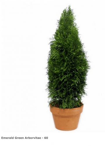 Emerald Green Arborvitae 60 inches Tall