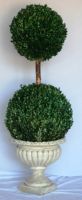Preserved Double Ball Boxwood Topiary