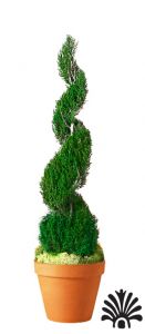 Preserved Classic Spiral Topiary 120 inch in Juniper Foliage