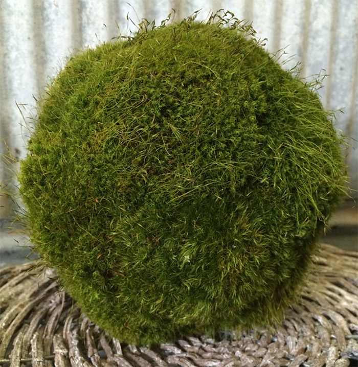 Preserved Moss Balls (4″, 5″ & 6″)