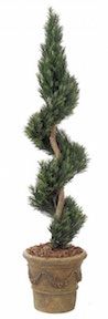 6 foot Polyblend Podocarpus Spiral Topiary