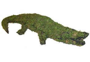 Alligator, 9 inch    (Mossed) 9 inch  x 49 inch  x 20 inch