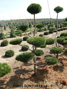 Pinus Contorta (4 to 5 feet )
