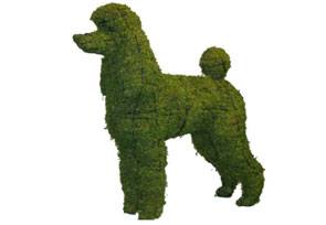 Poodle, 17 inch  (Mossed) 17 inch  x 18 inch  x 9 inch