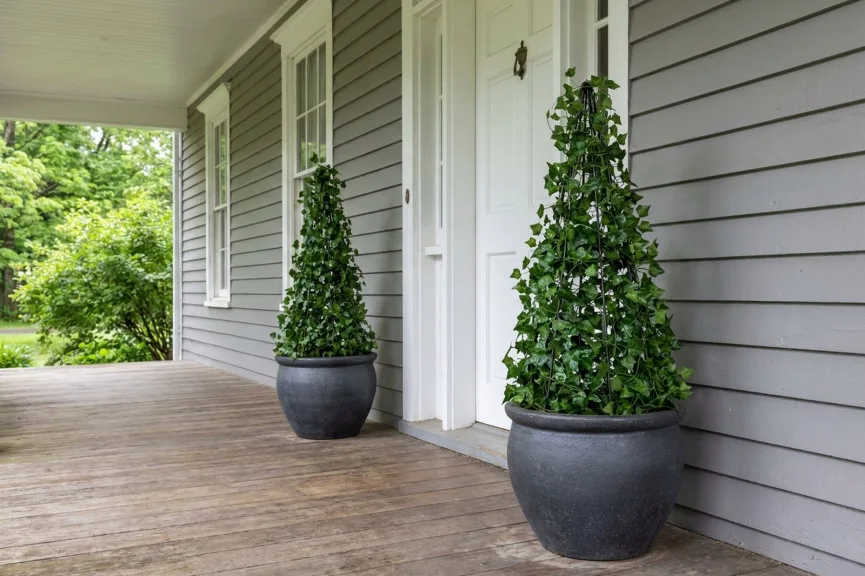 A pair of live English ivy topiaries on tall wire cone frames in charcoal pots either side of a white front door on a deep covered porch.