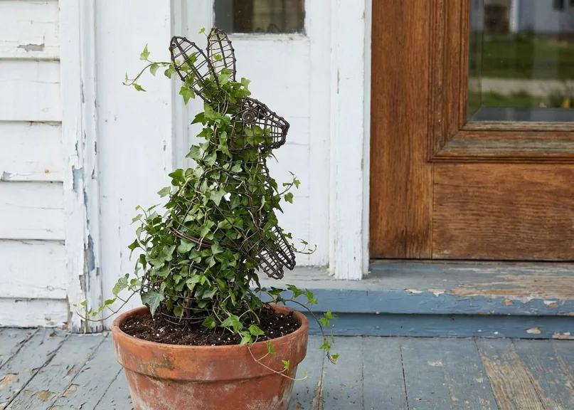 English ivy climbing a wire rabbit frame planted in a terracotta pot on a painted porch floor by a wooden door.