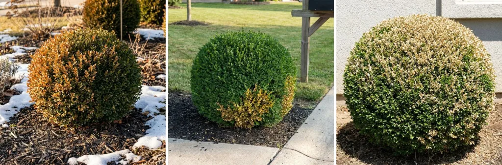 Three boxwood balls: one with orange-bronze winter leaves in a snowy bed, one with a yellow-brown patch low on the side facing a sidewalk, and one with pale tan outer leaves on its sunny side after a summer trim.