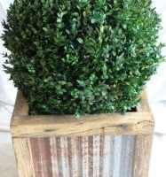 Preserved Globe Ball Topiary 20, 24, 30 & 36 inch Diameter | TOPIARYTREE.NET