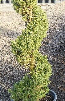 Picea gl and  'Conica' Spiral 7 gal | TOPIARYTREE.NET