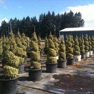Buxus s and  'Aureo Variegata' Spiral Topiary Tree | TOPIARYTREE.NET