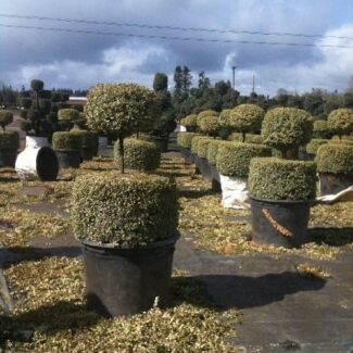 Buxus s and  'Aureo Variegata'  Pom pom | TOPIARYTREE.NET