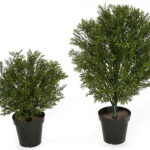 Two potted artificial rosemary podocarpus shrubs of different sizes on a white background
