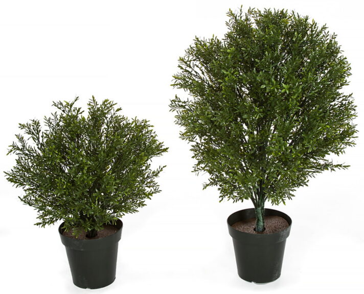 Two potted artificial rosemary podocarpus shrubs of different sizes on a white background
