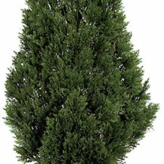 4 Foot Life like Cedar Shrub Topiary Tree | TOPIARYTREE.NET