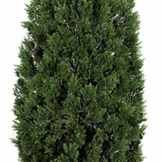 6 Foot Cedar Cone Shrub Tree | TOPIARYTREE.NET