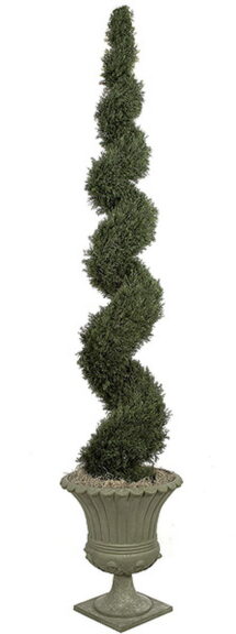 Single spiral-trimmed cypress topiary in a tall ornate urn planter