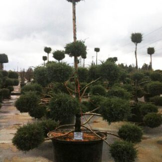 Juniperus ch and  'Hetzi Glauca' Pom Pom | TOPIARYTREE.NET