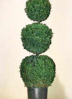 Preserved Triple Ball Topiary 50 inch | TOPIARYTREE.NET