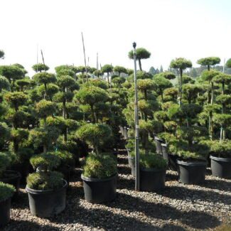Pinus Sylvestris Tiered 10 gal and | TOPIARYTREE.NET