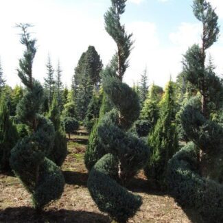 Juniperus Scop and  Moonglow (7 to 8 feet ) | TOPIARYTREE.NET