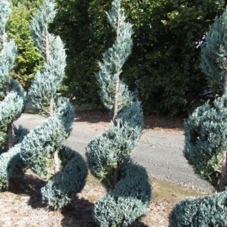Juniperus Scop and  Moonglow (5 to 6 feet ) | TOPIARYTREE.NET