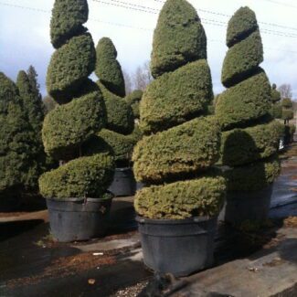 Picea gl and  'Conica Spiral | TOPIARYTREE.NET