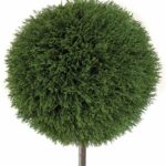 Large round cedar ball topiary, dense green foliage, on a plain background