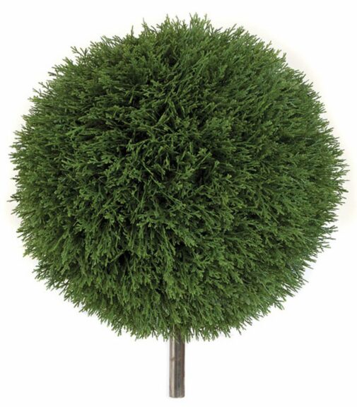Large round cedar ball topiary, dense green foliage, on a plain background