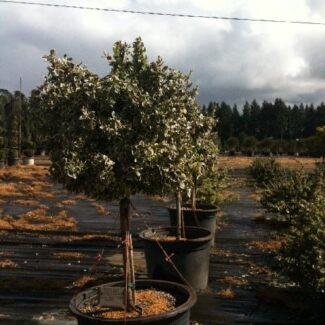Euonymus f and  'Emerald Gaiety' Patio Tree
