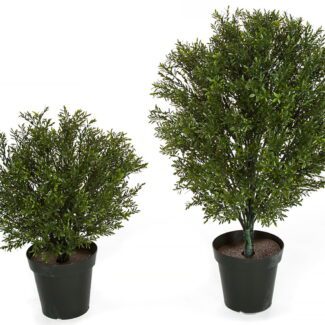 UV 36 inch Rosemary Podocarpus Shrub Topiary | TOPIARYTREE.NET