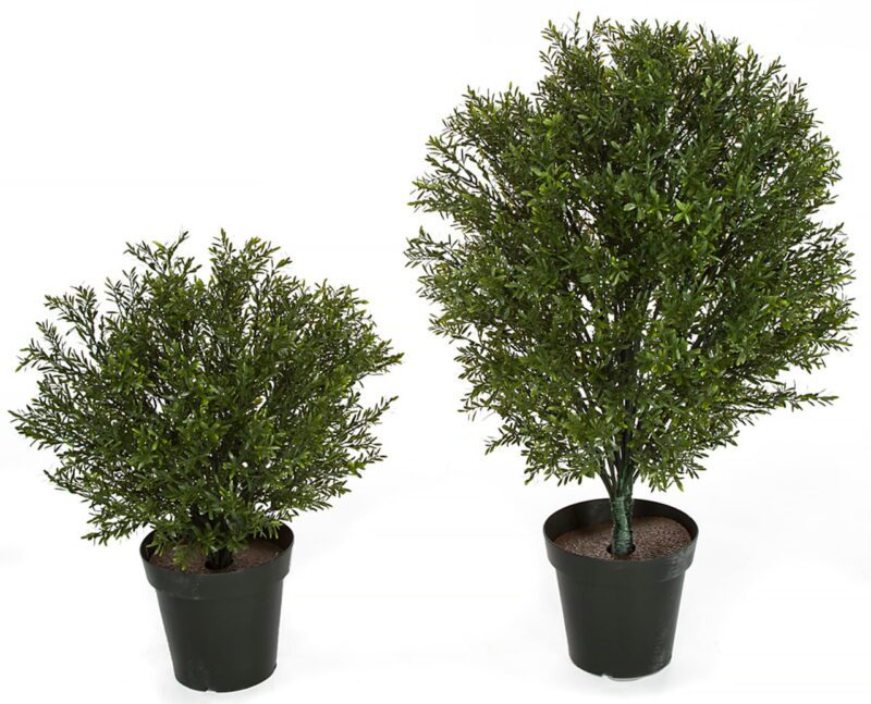 2-Outdoor-UV-Rosemary-Podocarpus-Shrub-Topiary-24-Inch-or-36-Inch-Bushes-1