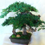 Preserved juniper bonsai with a gnarled grape wood trunk in a shallow black glazed pot, moss over the soil