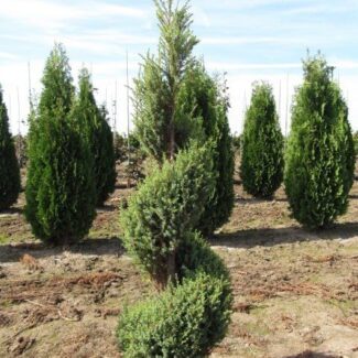 Juniperus Communis Compressa (3 to 3 and 5 feet ) | TOPIARYTREE.NET