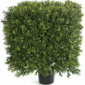 16 Inches and 21 Inches Medium Ultraviolet (UV) Boxwood Square Topiary