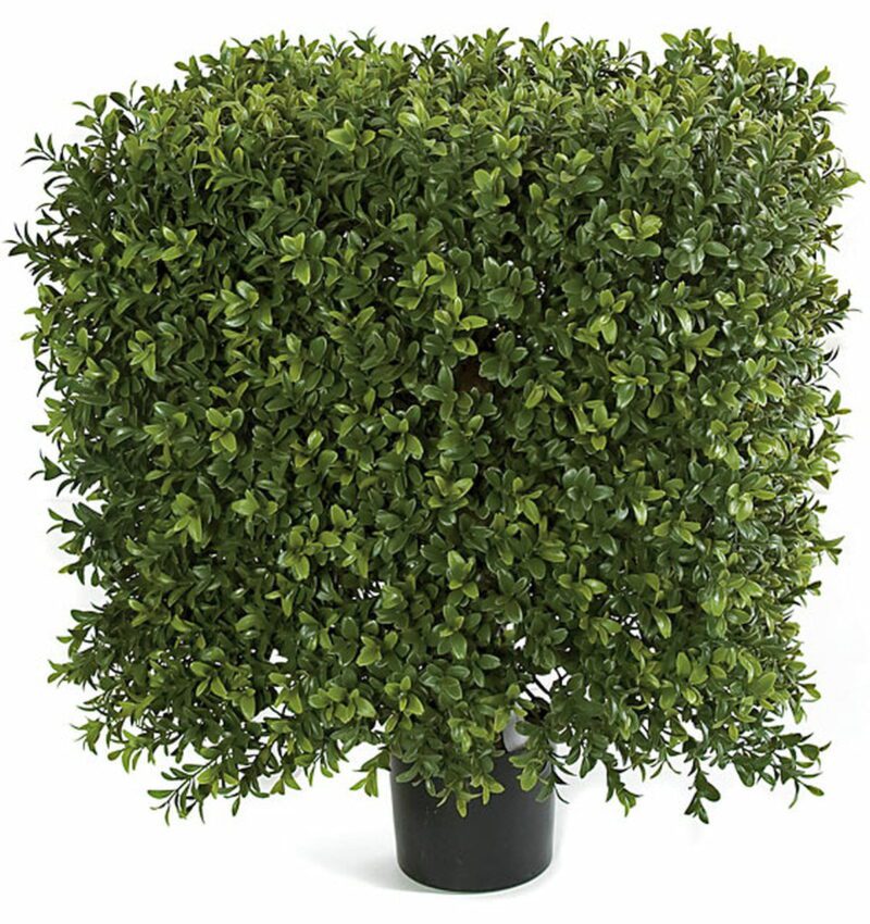 22-16-Inches-x-21-Inches-Medium-UV-Boxwood-Square-Topiary-1