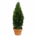 Preserved Emerald Green arborvitae shaped into a dense cone, in a terracotta pot on a white background